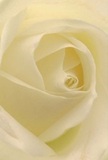 This intimate view invites you directly into the heart of a cream-white rose, as if nestled among its layered petals in a tranquil Golders Green garden. Each petal unfurls in a gentle spiral, its surface soft as morning mist and touched with the faintest blush of warm ivory. The subtle interplay of light and shadow gives the bloom a luminous depth, capturing the serenity of an early stroll through Golders Hill Park or the quiet hush of dawn along the avenue. The rose's form radiates peace and contemplation - an ideal choice for expressing respect, heartfelt admiration, or marking a gentle new beginning. There's an unmistakable grace in the way each petal curves and the bloom's centre seems to glow with hope. As the light caresses the rose, a sense of calm envelops those nearby, much like the reassuring presence of a loved one. For the local community, this rose is more than just a flower; it is a carefully crafted emblem of purity and delicate emotion, artfully prepared by the hands of a Golders Green florist who understands the unique rhythms and sentiments of NW11 life.